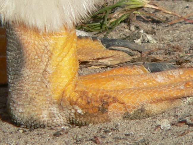 ../../Pictures/241209/116 Gentoo.JPG